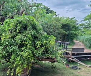Limpeza de Quintal
